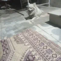 سگ گمشده|حیوانات|نورآباد ممسنی, |دیوار