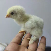جوجه برهما ، گلین ، کوشین