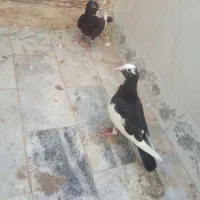 کبوترپلنگ جفت جوجه نر. یه‌ماده پرشی