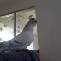 شامی کاکلی