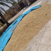 گندم|گل و گیاه طبیعی|شوشتر, |دیوار
