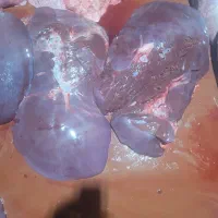 به یک همکار خانوم نیازمندیم