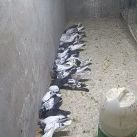 کبوتر فروش جمله ای