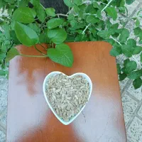مغز تخمه درشت و باکیفیت.تخفیف ویژه تا آخر هفته