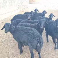 فروش انواع دام سبک ارسال اززنجان
