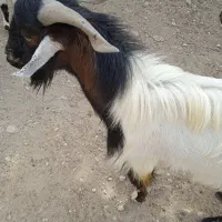 فروش پازن