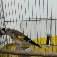سهره نر بخون