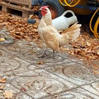 خروس سبرایت بوف