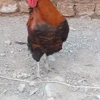 خروس محلی سیاه