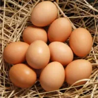 تخم‌مرغ محلی