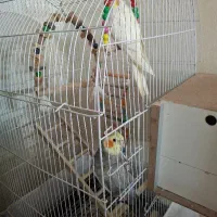 یک جفت عروس هلندی