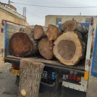 انواع چوب درخت سینم
