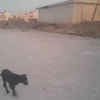 رهن-و-اجاره-زمین