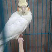 گمشده