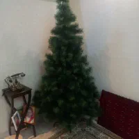 درخت کاج سالم پر