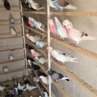 کفتر / کبوتر