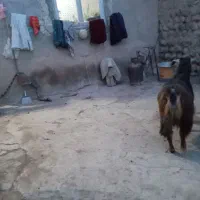 بز..