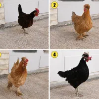 فروش ۴ مرغ تخم گذار،زیبا و سالم