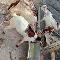 چهار عدد کهر