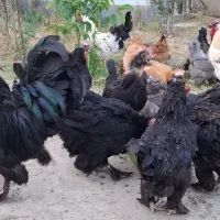 تخم مرغ نطفه دار مرندی