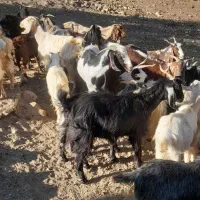 ۱۶‌راس‌بز‌بی‌۲راسکبز‌خشک‌۵‌راس‌چپش‌ماده