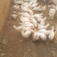 مرغ ماشینی هلندی جوان سرحال