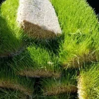 فروش علوفه هیدروپونیک جو گندم ذرت