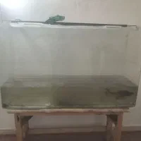 اکواریوم
