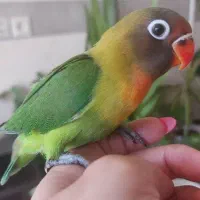 طوطی برزیلی نر و جوجه