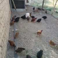 جوجه دو ماهه سالم