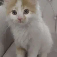 گربه