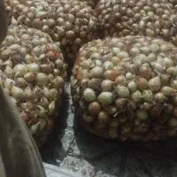 پیاز. ریز