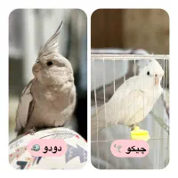 عروس هلندی نر و ماده