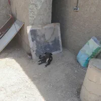 پاپی نر