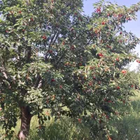 باغ گیلاس و آلبالو در شهر هیر