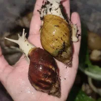 کلاژن خالص برای جوانسازی پوست