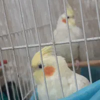 عروس هلندی جفت