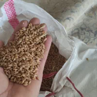 گندم