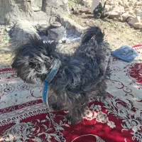 سگ خونگی