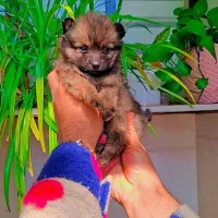 پامر عروسکی