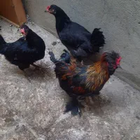 ۷تا مرغ جوان وتخم گذار