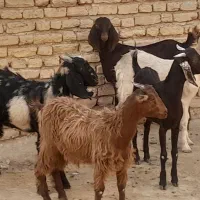 کهره کولار