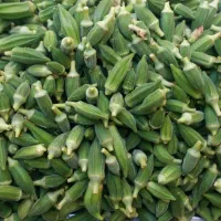 بامیه تازه و خودمانی ریز و متوسط گوشتی