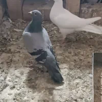 سبز آلمان ماده پلاکی