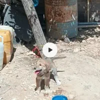 توله پژدر ماده بچه زنگ نزنه