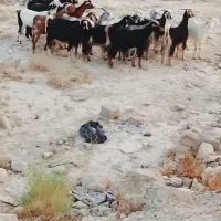کولار ابستن