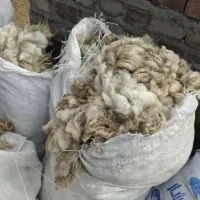 پشم گوسفندی