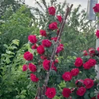 نگهبان سرابدار و باغبان برای باغ