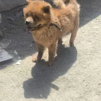 سگ چاوچاو