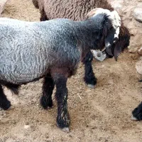 بره پروار